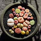 Toypopor 2.2 lb black pebble stones used as plant top dressing for succulents