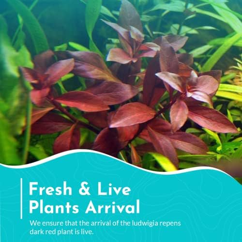 Lush background stem plant display illustrating healthy bushy propagation growth