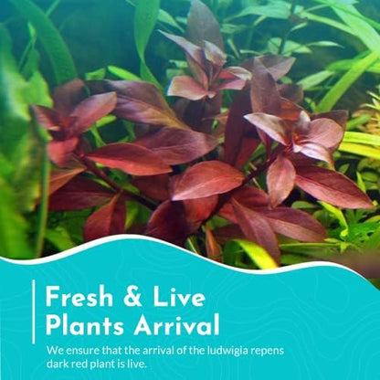 Lush background stem plant display illustrating healthy bushy propagation growth