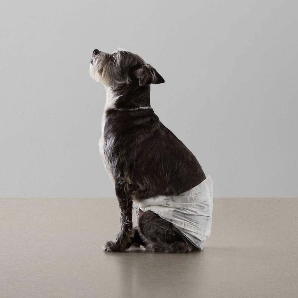 Fifty pack box of Amazon Basics leakproof male dog diapers