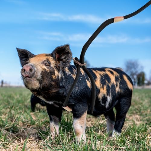 Jinkoozz Mini Pig Harness And Leash featuring light beige leather-style wraps