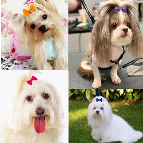 Yorkshire Terrier wearing purple Juccpul hair bow