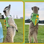 Small animal harness set with leash laid out on flat surface
