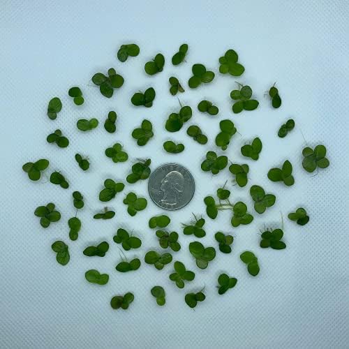 Aquarigram live aquarium floating plant package with mystery bonus plant for natural water filtration.