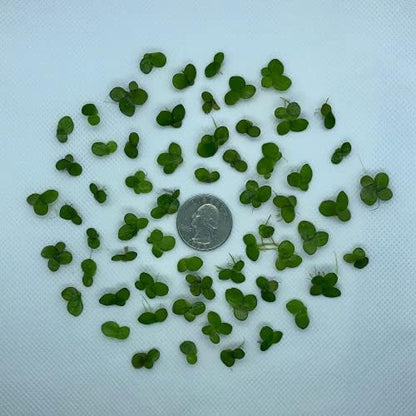 Aquarigram live aquarium floating plant package with mystery bonus plant for natural water filtration.