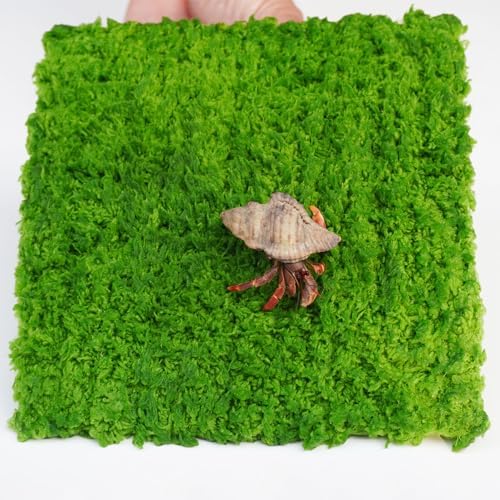Hermit Crab Climbing Wall, 6 Inch Adjustable Hermit Crab Supplies for Hermit Crab Tank - Image 6