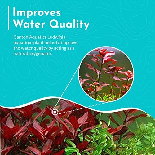 Healthy roots and stem structure of a premium imported aquatic plant