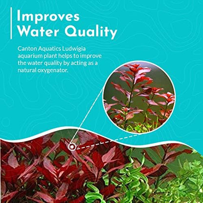 Healthy roots and stem structure of a premium imported aquatic plant