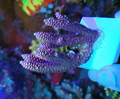 Packaging contents of the 10 count Aquarium Choice square coral frag tiles for saltwater aquariums.