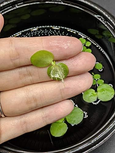 Hiro Aquatics live aquarium starter pack floating plants close up view for water purification