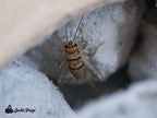 Five hundred count banded feeder crickets setup