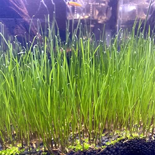 Two packages of YIZIMONA aquatic foreground plant seeds close up
