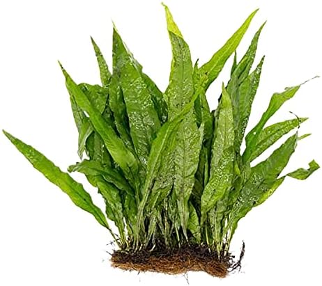 Large Microsorum Pteropus aquatic plant securely attached to a planting mat.