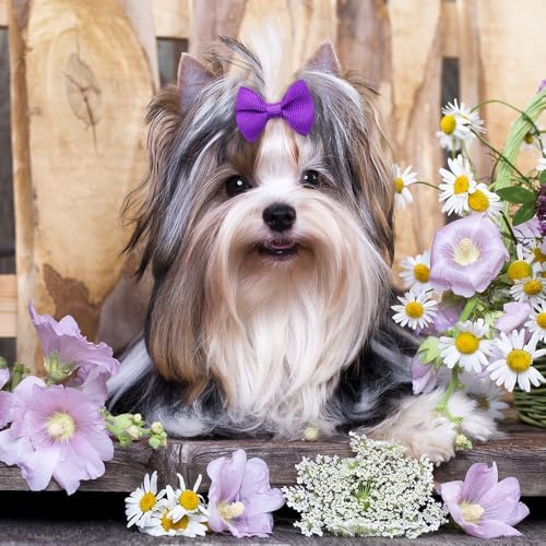 Small dog wearing a Senniea hair bow for size reference