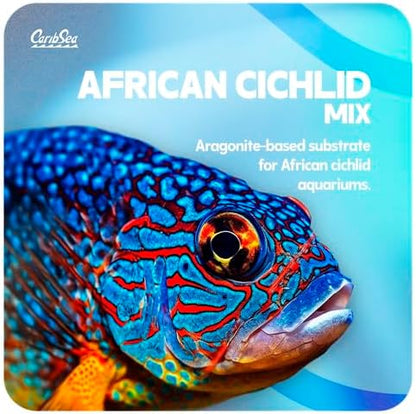 African Cichlid fish swimming over natural sand substrate