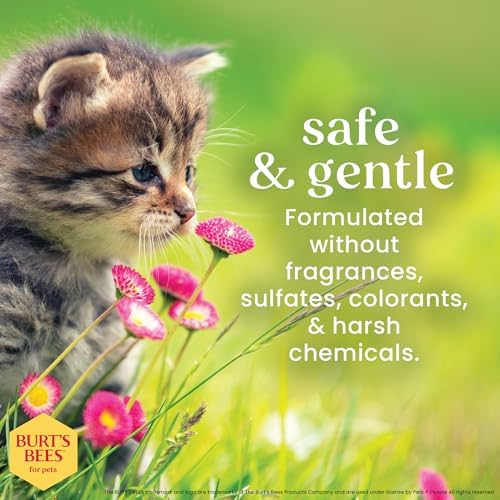 USA imported authentic Burt's Bees pet shampoo for sensitive and dry kitten skin