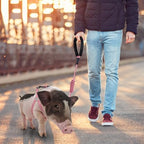 YeeBeny medium pink swine step in harness showing the center connector