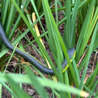 Soft rubber replica snake used as a scary Halloween party decoration prop