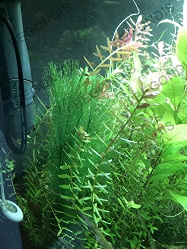 Close up view of BEGONDIS soft silk fabric aquarium foliage