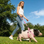 Escape proof pig training gear with rotating stainless steel clip.