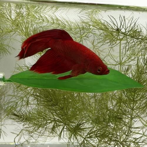 Betta fish resting naturally on the green Aquarigram hammock leaf near the water surface.