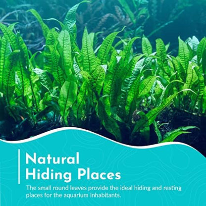 Healthy authentic USA imported live aquatic fern mat for home aquariums.
