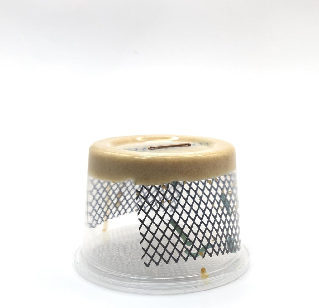 Live large hornworms for reptiles showing the clear plastic container with specialized ventilated lid.