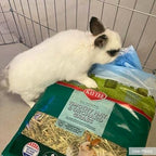 Kaytee Timothy Hay and Orchard Grass natural chewing treat for pet dental care and healthy digestion