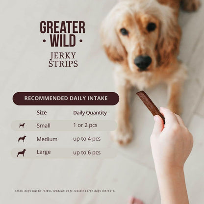 Small dog enjoying Greater Wild beef jerky strips.