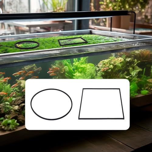 OIIKI floating aquarium rings creating a stress free feeding zone for community fish tanks.