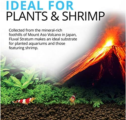 Aquarium tank with lush plants grown in Fluval Stratum