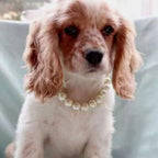 RayMinsino Chihuahua Yorkie dress accessories pearl necklace worn by a small dog.