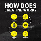 Ascent Creatine container back label and ingredients