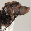 Gentle Leader Dog Training Headcollar in medium size black showing the front view nose loop and adjustable neck strap