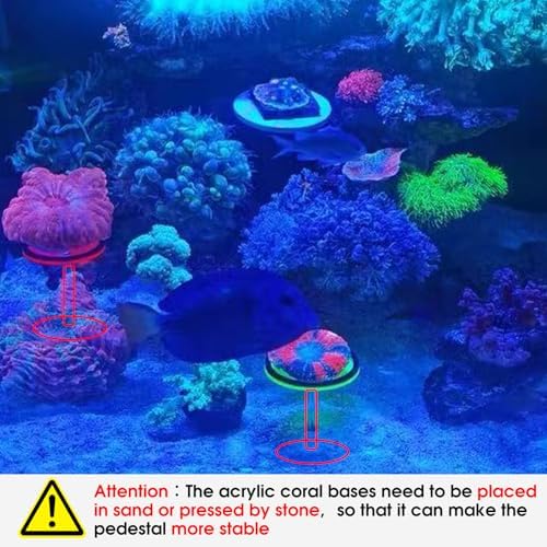 Saricho acrylic coral frag stand illustrating the side profile height and heavy ceramic anti-tipping base design