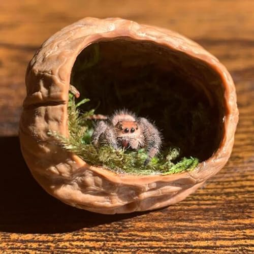 Jumping Spider Hide, A Real Shelter Made of Walnut Skin, Magnetic Hidden Jumping Spider Habitat,Handmade Spider Enclosure Accessories, Jumping Spider Enclosure - Image 6