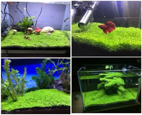 Terrarium and fish tank real carpet decor presentation featuring natural green lawn