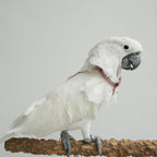 Washable reusable bird necktie scarf outfit suitable for pet photography props