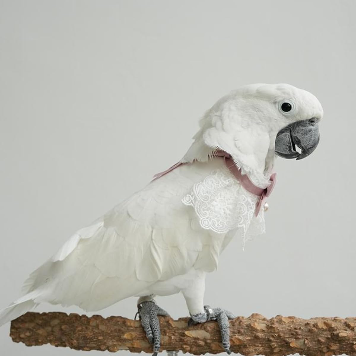 Washable reusable bird necktie scarf outfit suitable for pet photography props