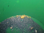 Colorado Gold Paydirt green panning basin with water and sand