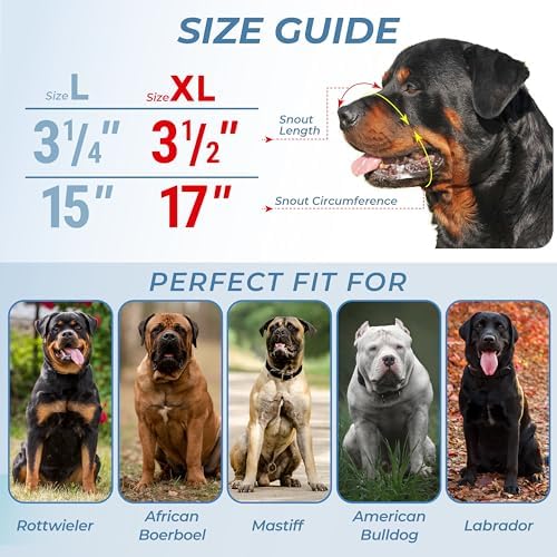 CleverTail metal muzzle worn by a Rottweiler for sizing