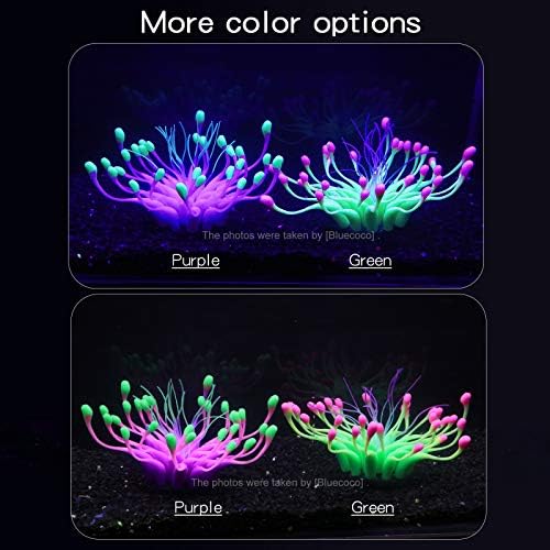 Bluecoco equinox flower coral side angle view