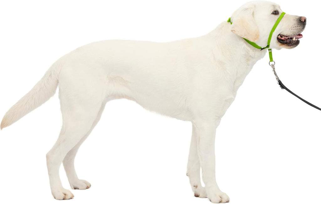 PetSafe Gentle Leader No-Pull Dog Headcollar - The Ultimate Solution to Pulling - Redirects Your Dog's Pulling for Easier Walks - Helps You Regain Control - Medium, Black - Image 10
