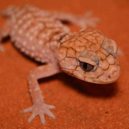 Bearded dragon on natural orange Jurassic Sands terrarium substrate