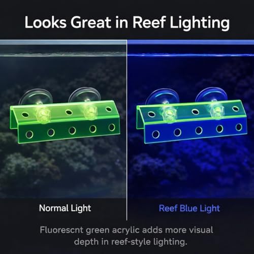 Kcrygogo aquarium frag station under marine lighting