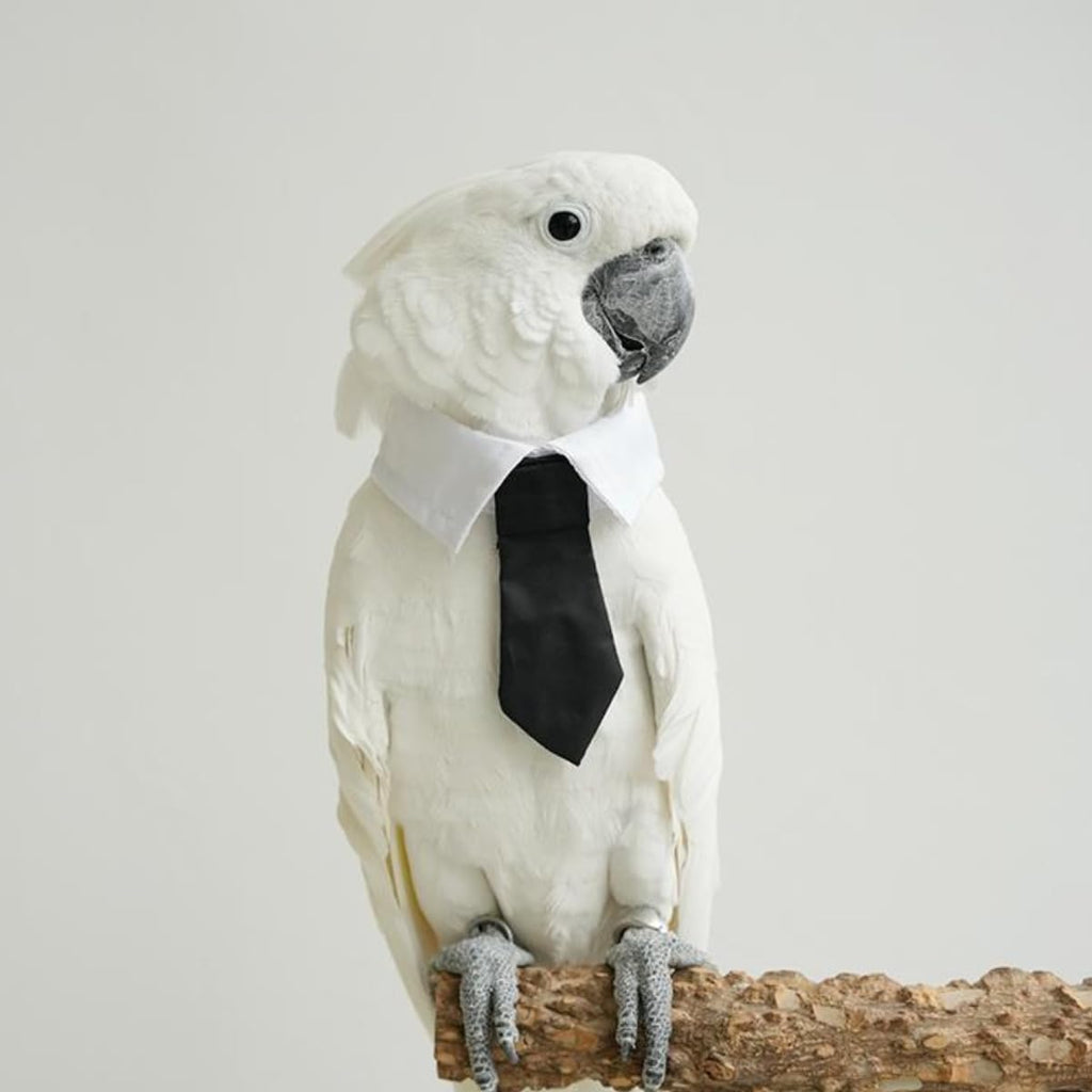 CXYYXF avian apparel showing secure closure for large cockatoos and african greys