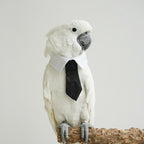 CXYYXF avian apparel showing secure closure for large cockatoos and african greys