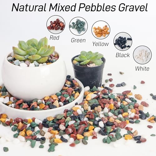 Cjgq decorative stones used in a glass terrarium