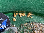 Klesh Gold Beginner Paydirt raw Colorado mining material