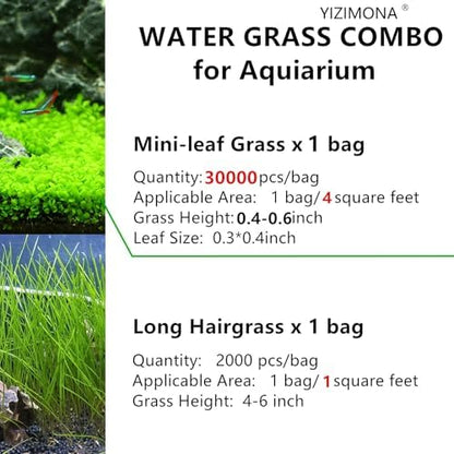 Aquarium plant seeds sprouted into a dense green lawn